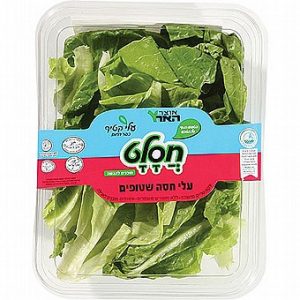 עלי חסה שטופים